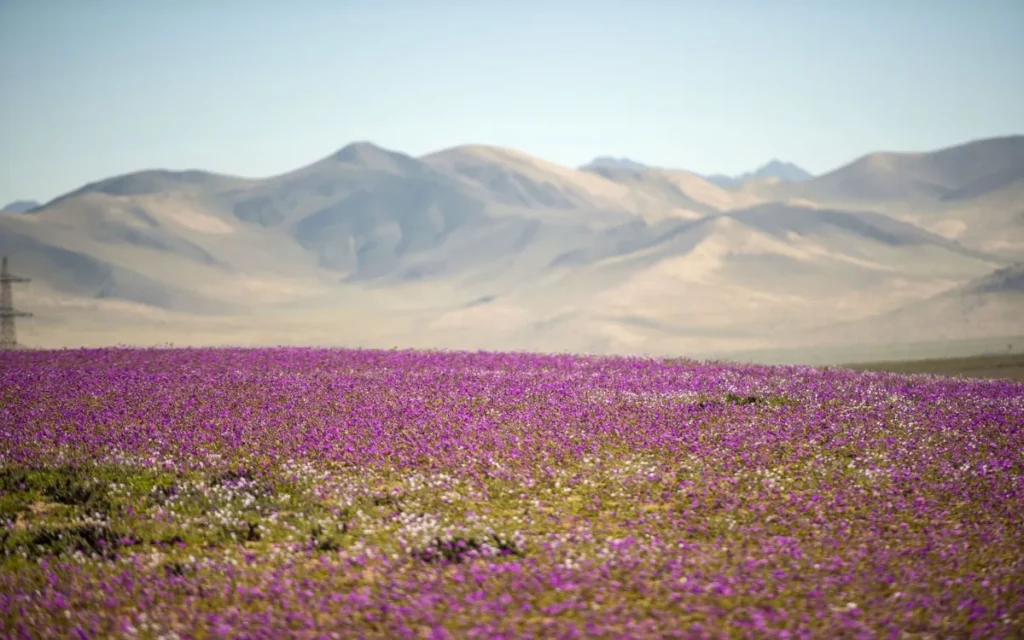 Deserto do Atacama – Chile