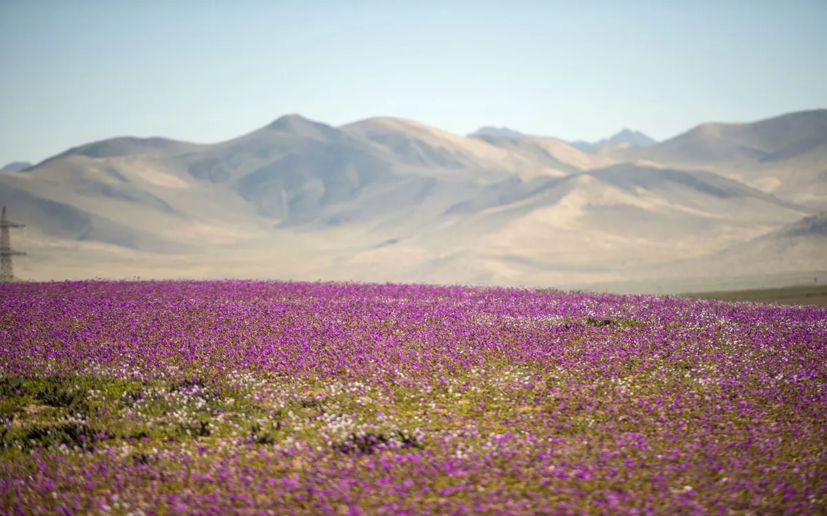 Deserto do Atacama – Chile